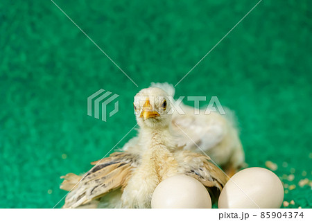 The yellow chicks and egg The yellow chicks and egg 85904374