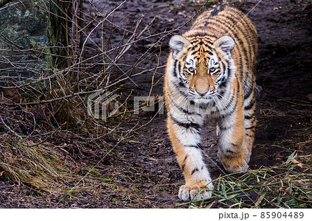 Cute siberian tiger cub, Panthera tigris altaica 85904489