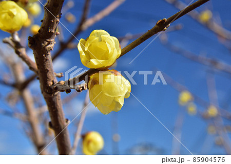 ロウバイ 蠟梅 冬の花 冬イメージ 大寒イメージ ロウバイ 蠟梅 冬の花 冬イメージ 大寒イメージ 85904576