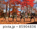 紅葉の景色と並ぶ椅子 85904836
