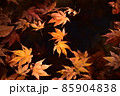 水に浮かぶもみじの落ち葉 85904838