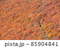 大舟山の紅葉 85904841