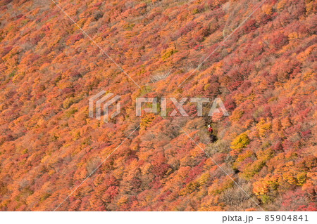 大舟山の紅葉 85904841