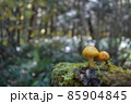 上高地のキノコ 85904845
