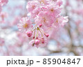やわらかい雰囲気の桜 85904847
