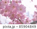やわらかい雰囲気の桜 85904849