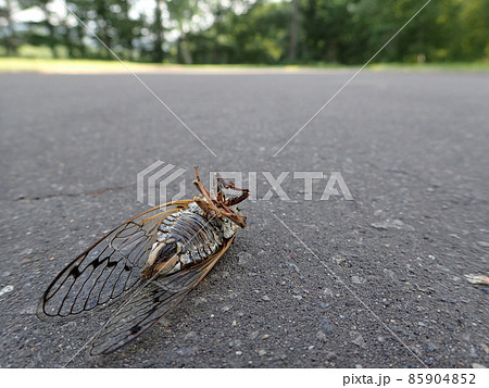 夏の終わりの蝉の死骸 夏の終わりの蝉の死骸 85904852