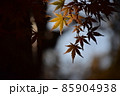 紅葉のシルエット写真 85904938