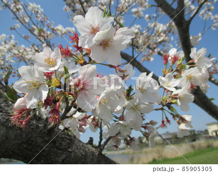 日本の春を彩る、美しい満開の桜 日本の春を彩る、美しい満開の桜 85905305