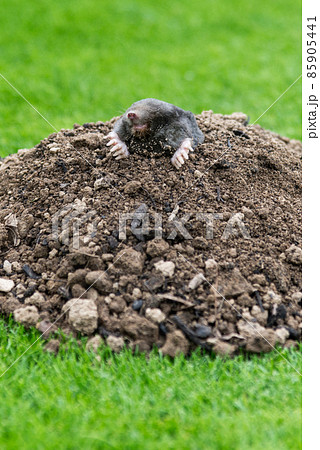 Mole, Talpa europaea, making mole hill and damaging beautiful lawn and flower garden. Mole, Talpa europaea, making mole hill and damaging beautiful lawn and flower garden. 85905441