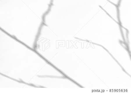 shadows of the tree branches on a white wall 85905636