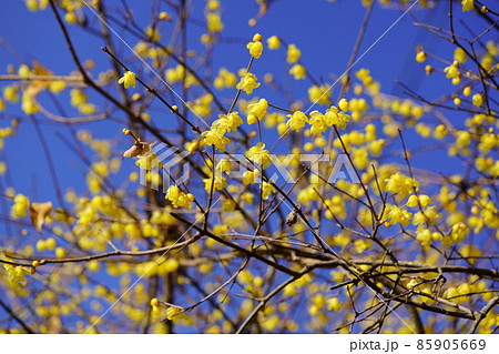 希望の早春・輝くロウバイ 85905669