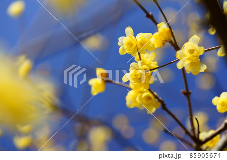 希望の早春・輝くロウバイ 85905674