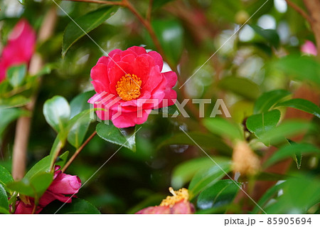 綺麗な山茶花 綺麗な山茶花 85905694