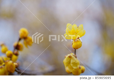 冬の木の花ロウバイ 冬の木の花ロウバイ 85905695