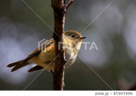 ルリビタキ 85905996