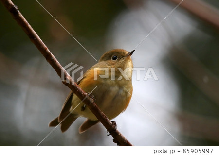 ルリビタキ 85905997