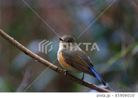 ルリビタキ 85906010