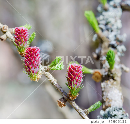 Spring Blossom Larch. Red buds on a coniferous tree. Spring Blossom Larch. Red buds on a coniferous tree. 85906131