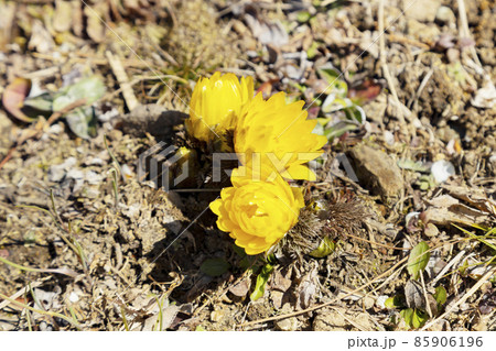 宝登山ロープウェイ　宝登山頂駅付近に咲く福寿草の花 85906196