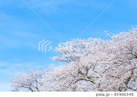 満開の桜と青空 85906348