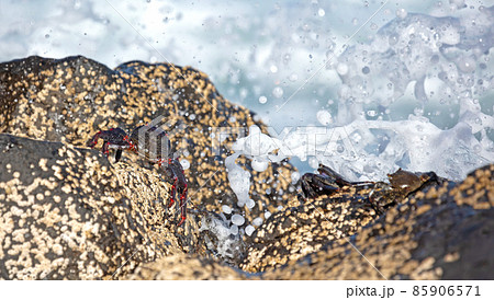 Moorish Crab or Red Crab (Grapsus adscensionis) on Lanzarote island 85906571