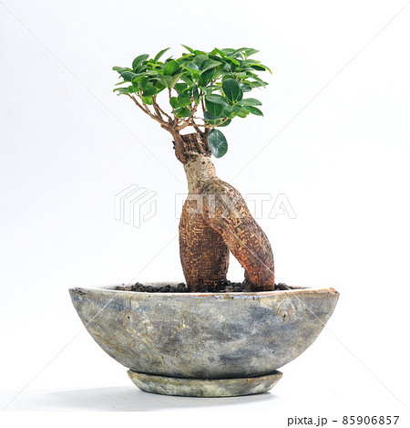 観葉植物、キジムナーが宿るガジュマルの鉢植え【白背景】 観葉植物、キジムナーが宿るガジュマルの鉢植え【白背景】 85906857