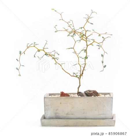 観葉植物、ソフォラ・プロストラータ(メルヘンの木)の鉢植え【白背景】 観葉植物、ソフォラ・プロストラータ(メルヘンの木)の鉢植え【白背景】 85906867