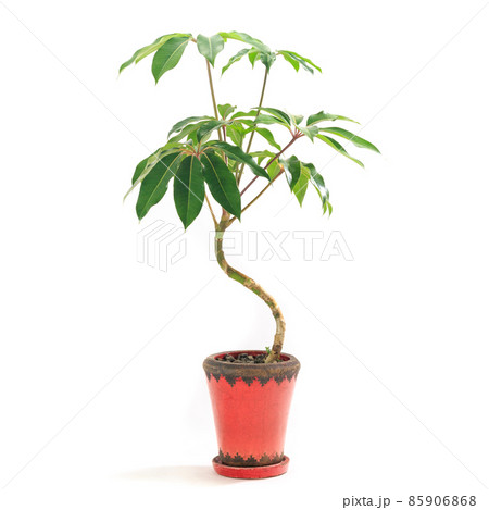 観葉植物、ツピダンサス・カリプトラツスの鉢植え【白背景】 観葉植物、ツピダンサス・カリプトラツスの鉢植え【白背景】 85906868