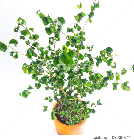 観葉植物、フィカス・バロックの葉【白背景】 観葉植物、フィカス・バロックの葉【白背景】 85906874