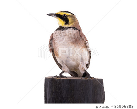 horned lark ( Eremophila alpestris) sits on a tree stump isolated on white background horned lark ( Eremophila alpestris) sits on a tree stump isolated on white background 85906888