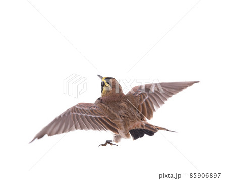 horned lark ( Eremophila alpestris) spread wings isolated on white background horned lark ( Eremophila alpestris) spread wings isolated on white background 85906897