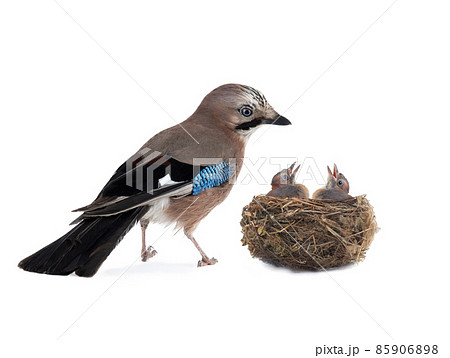 jay near its nest on a white background jay near its nest on a white background 85906898