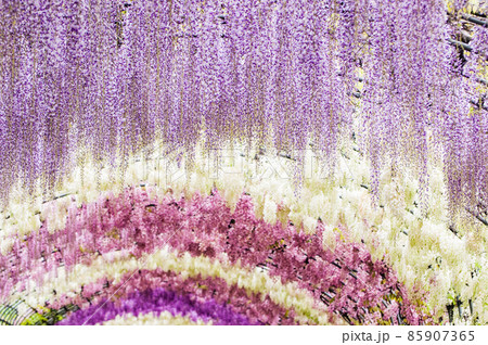 河内藤園の藤の花 河内藤園の藤の花 85907365