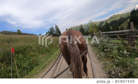 Horse pulls a chaise on a dirt path on a sunny day 85907450