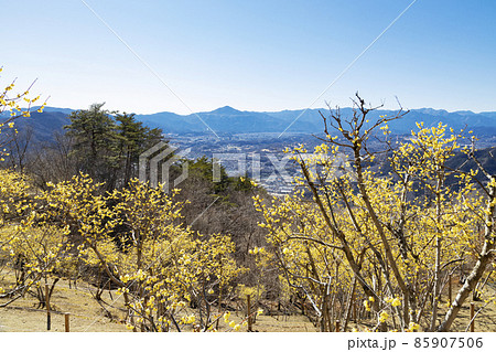宝登山ロウバイ園 西ろうばい園 宝登山ロウバイ園 西ろうばい園 85907506