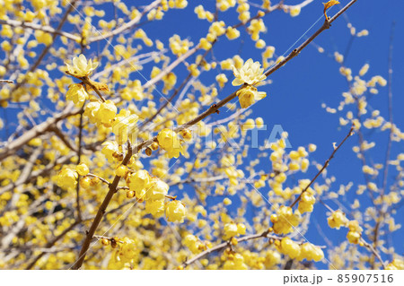 宝登山ロウバイ園 東ろうばい園 宝登山ロウバイ園 東ろうばい園 85907516