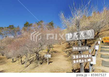 宝登山　梅百花園 85907527