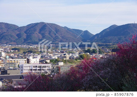兵庫県淡路島 広田梅林ふれあい公園と広田地区 兵庫県淡路島 広田梅林ふれあい公園と広田地区 85907876