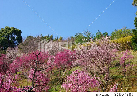 兵庫県淡路島　広田梅林ふれあい公園 85907889