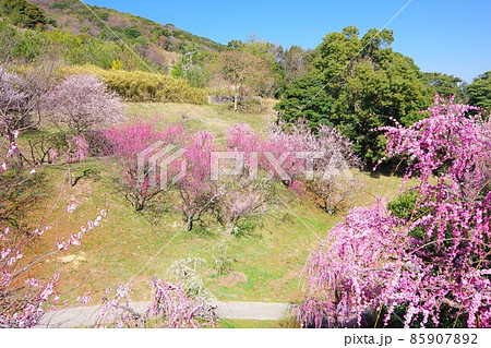 兵庫県淡路島 広田梅林ふれあい公園 兵庫県淡路島 広田梅林ふれあい公園 85907892