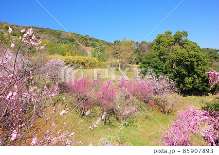 兵庫県淡路島　広田梅林ふれあい公園 85907893