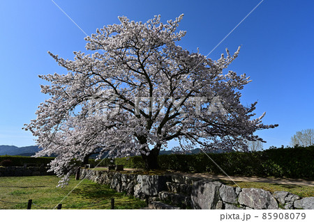 篠山城の桜 篠山城の桜 85908079