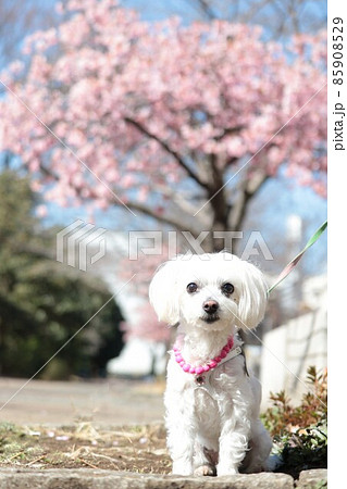 桜とわんこ 85908529