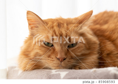 見つめる猫 茶トラ猫 見つめる猫 茶トラ猫 85908593
