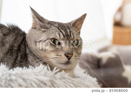見つめる猫 サバトラ猫 見つめる猫 サバトラ猫 85908600