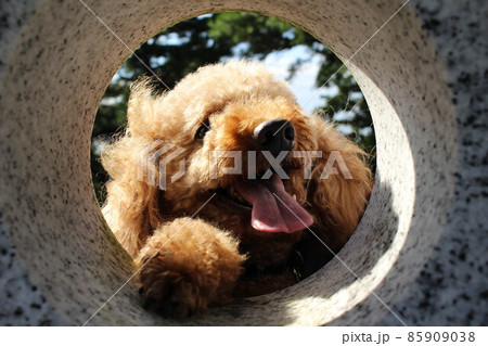 犬とトンネル　ペット 85909038