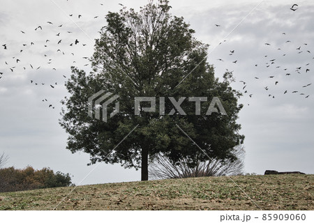 公園の丘の上に立っている木の上を飛んでいる野鳥の群れ 85909060