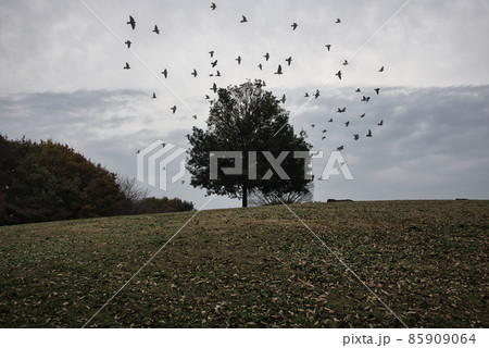 公園の丘の上に立っている木の上を飛んでいる野鳥の群れ 85909064