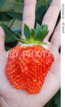 大きな越後姫 大きな越後姫 85909282